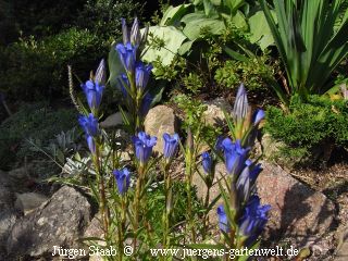  Lungenblume, Kiweitsblome,Hungerkraut, Wiesenenzian